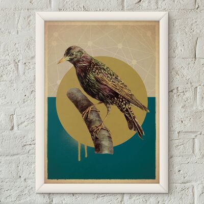Cartel de estilo vintage de pájaro estornino Lámina artística