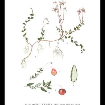 Poster Cranberries