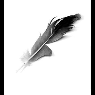 Poster di piume - 21x30