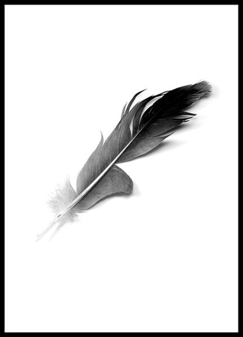 Poster Feather - 50x70