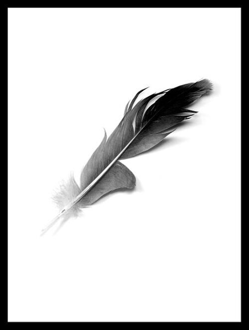Poster Feather - 30x40