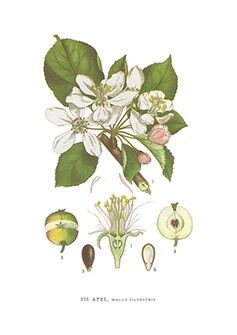 Grußkarte Apfel - 5,5 x 8,5