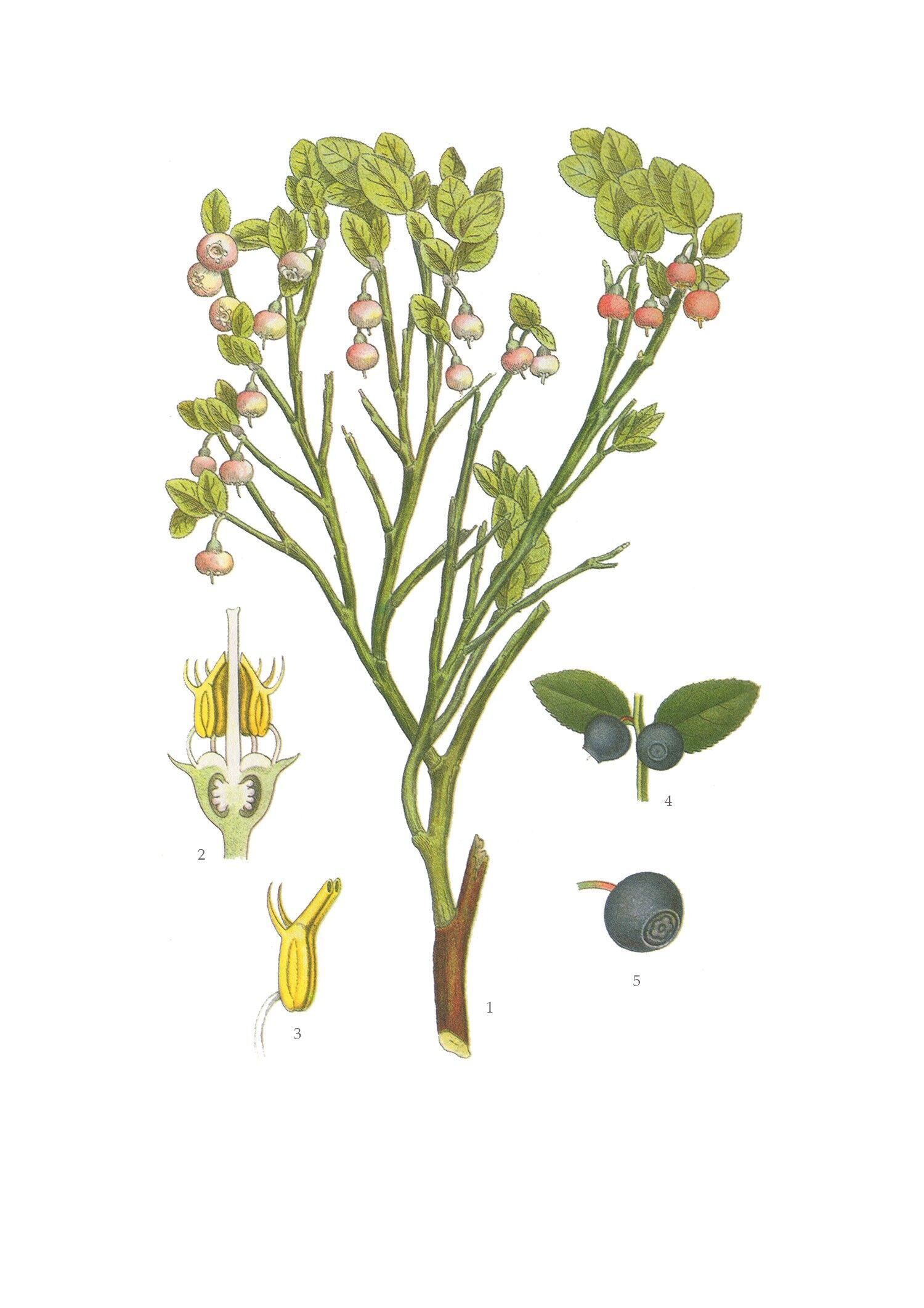 Grußkarte Heidelbeere - 15x21