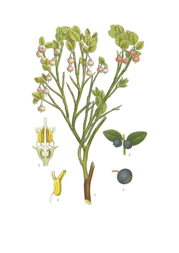 Grußkarte Blaubeere - 5,5 x 8,5