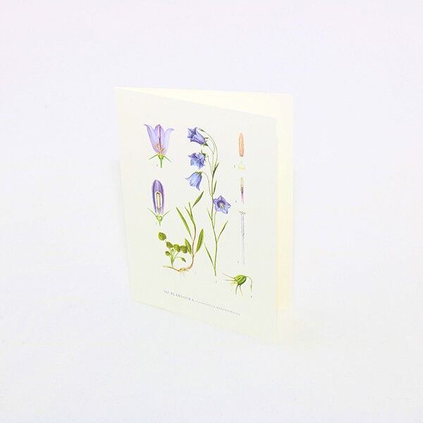 Grußkarte Bluebell - 15x21