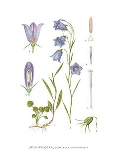 Grußkarte Glockenblume - 5,5 x 8,5