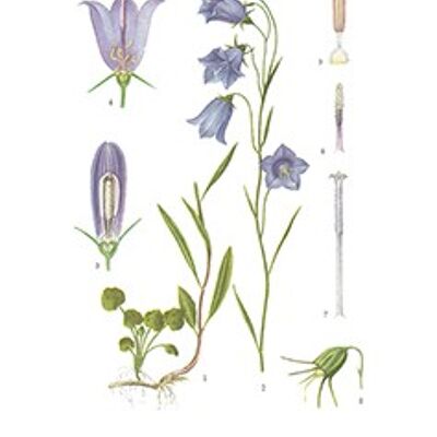 Greeting card Bluebell - 5.5x8.5