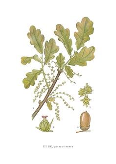 Grußkarte Eiche - 5,5x8,5