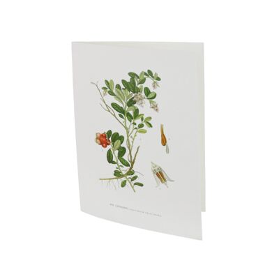 Carte de voeux Lingon - 10,5x15