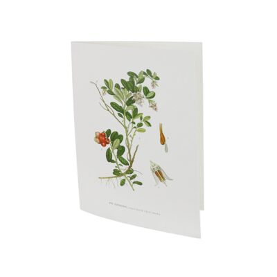 Greeting card Lingon - 10.5x15