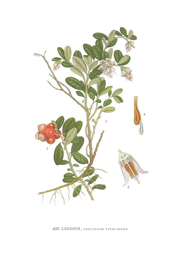 Grußkarte Lingon - 15x21