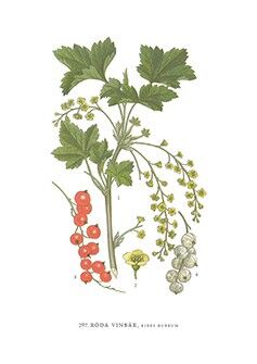 Grußkarte Rote Johannisbeeren - 5,5x8,5