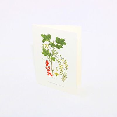 Grußkarte Rote Johannisbeeren - 15x21