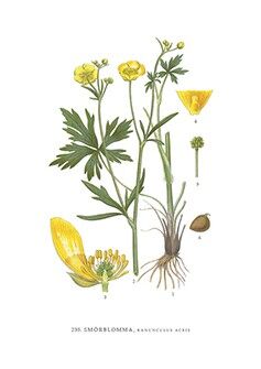 Grußkarte Butterblume - 5,5 x 8,5