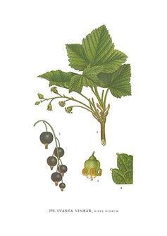 Grußkarte Schwarze Johannisbeeren - 5,5x8,5