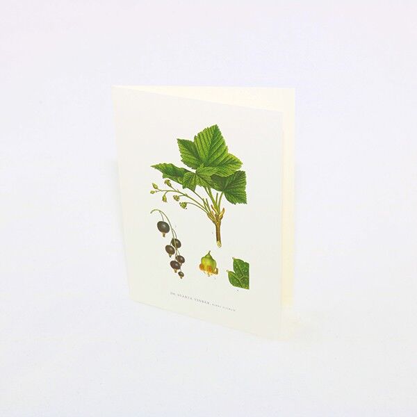 Grußkarte Schwarze Johannisbeeren - 15x21