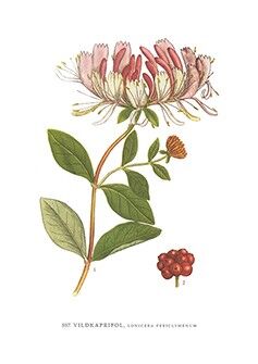 Grußkarte Wildmütze Friol - 5,5x8,5