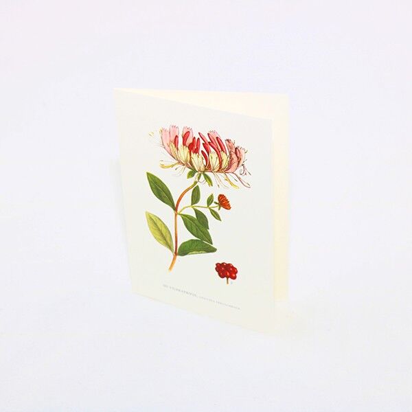 Grußkarte Wildmütze Friol - 15x21