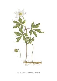 Grußkarte Vitsippa - 5,5 x 8,5