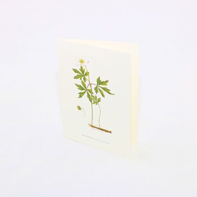 Greeting card Vitsippa - 15x21