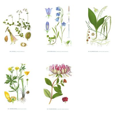 Grußkarte Sommerblumen - 5,5x8,5
