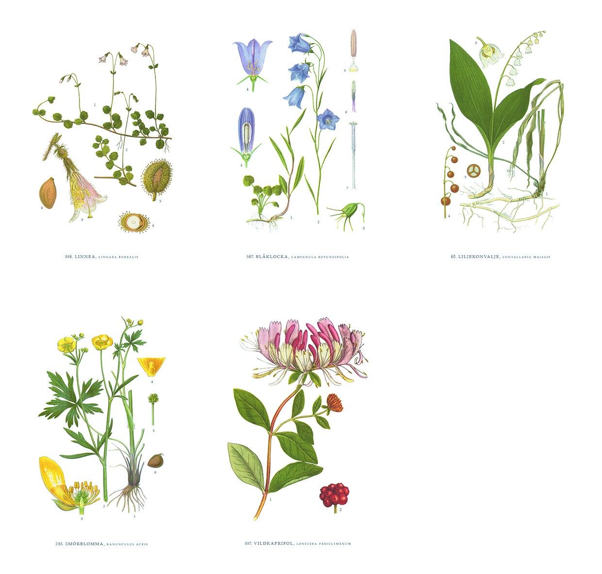 Grußkarte Sommerblumen - 10,5x15