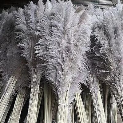 Grand 120 cm Pampas Herbe 5 tiges Naturel Gris Foncé Séché Pampa Fluffy Pampass Herbes Séchées Bouquet De Mariage Pampa décor à la maison