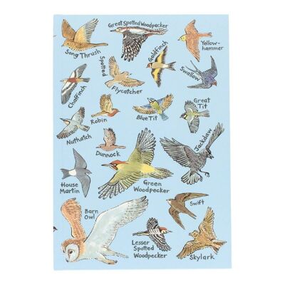 British Birds Notebook