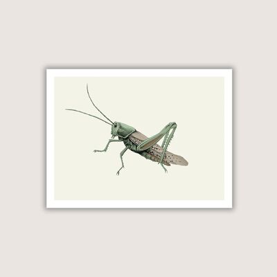 Grasshopper - Art Print-natural-black (Art-prints 8x10)