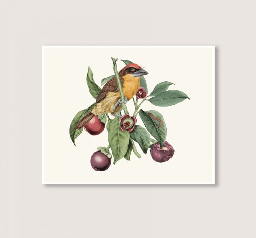 Mangosteen - Art Print - 24x18 (Art-prints 18x24)