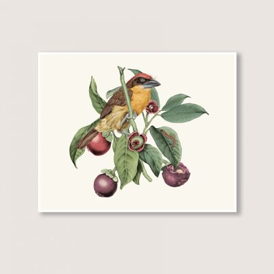 Mangostan - Kunstdruck - 24 x 18 (Kunstdrucke 18 x 24)