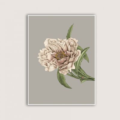 Peony - Art Print - 12x16 (Art-prints 12x16)