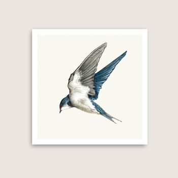 Hirondelle - Giclee Art Print - 8 x 8 (Art-prints 8x8)