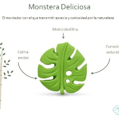 MONSTERA DELICIOSA LANCO