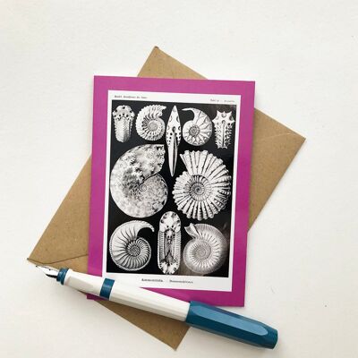 Black & White Vintage Ammonites Greeting Card | Kunstformen Der Natur Natural History Illustration