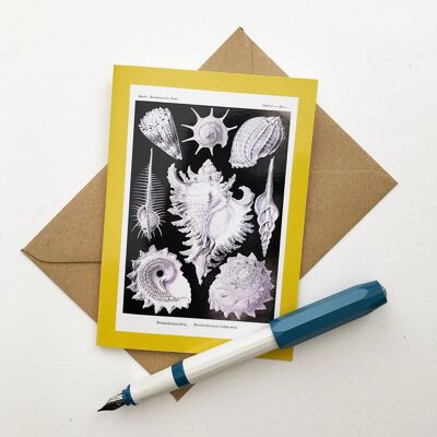 Monochrome Shell Greeting Card | Natural History Illustration from 'Kunstformen Der Natur'