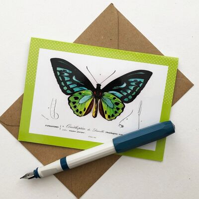 Vintage blue & green Butterfly Illustration Blank Greeting card