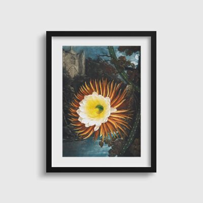 Bold Gothic Flower Wall Print | The Night Blooming Cereus | Vintage Flower Print | Gift For Mum | The Temple of Flora | Yellow Flower Print