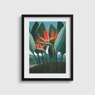 Vintage Bird of Paradise print 'The Queen' | Tropical Print | Book Of Flora Plant Print | Vibrant Lush Botany Plant Poster | Gift for Mum