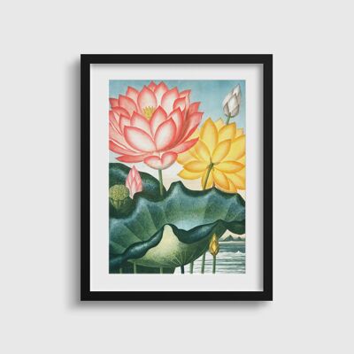 Colourful Flower Print | Sacred Egyptian Bean | Vintage Botany print | Temple of Flora | Mother's Day Gift | Vibrant Botanical wall print