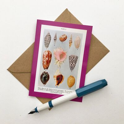 Colourful Vintage Shells Blank Greeting Card