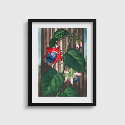 Winged Passion Flower Print | Vintage Botanical | Lush Tropical Passionflower Print | Temple of Flora print