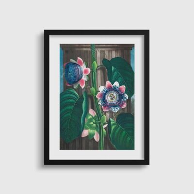 The Quadrangular Passion Flower | Lush Botanical Passion Flower Print | Vintage Flower | Temple of Flora | Pink and Blue Flower Print