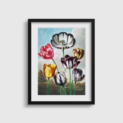 Tulips Vintage Flowers Poster | Temple of Flora print | Bright Broken Tulips | Vibrant Flowers House Print | Gift For Mum | Spring Print