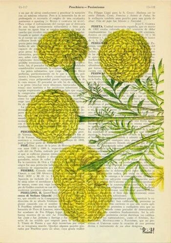 Art botanique de fleur de souci africain - Page de livre S 5x7 (sans cintre) 2