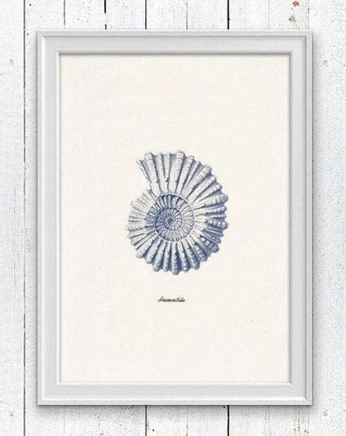 Ammonitida Sea shell in blue Nautilus2 - A3 White 11.7x16.5 (No Hanger)