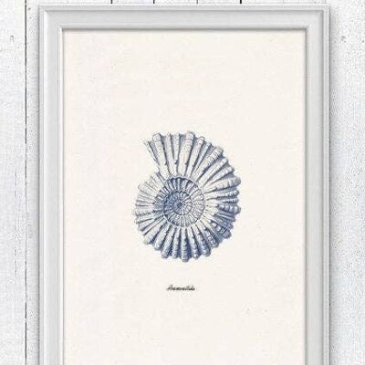Coquillage Ammonitida en bleu Nautilus2 - A3 Blanc 11.7x16.5 (Sans Cintre)