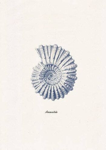 Coquillage Ammonitida en bleu Nautilus2 - A3 Blanc 11.7x16.5 (Sans Cintre) 2