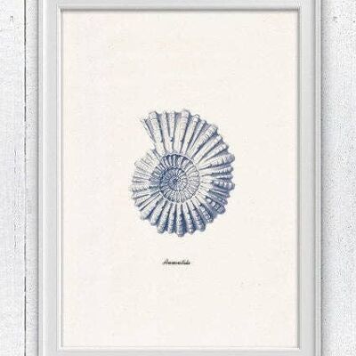 Ammonitida Conchiglia in blu Nautilus2 - A3 Bianco 11,7x16,5
