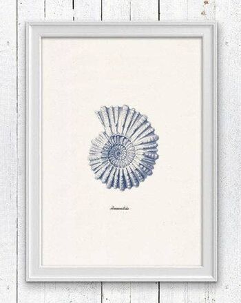 Coquille de mer Ammonitida en bleu Nautilus2 - A4 Blanc 8.2x11.6 (Sans cintre) 1